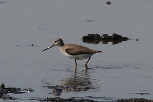 Σπάνια είδη πουλιών στο Δέλτα  του Αξιού και τη λιμνοθάλασσα  Καλοχωρίου