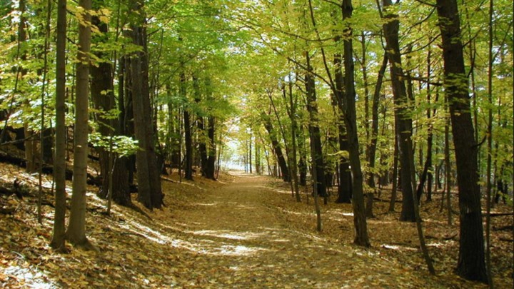 Ε.Ε.: Προς αναβολή ο κανονισμός για την αποψίλωση των δασών