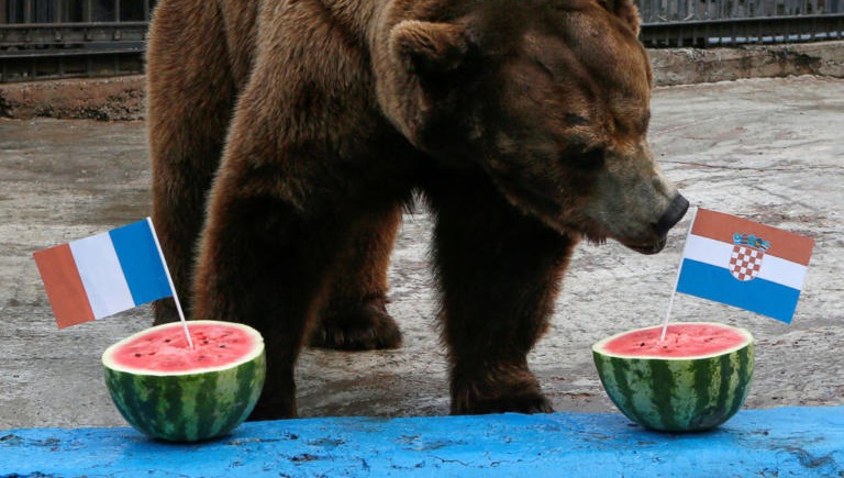 Μουντιάλ 2018: Aρκούδα «έφαγε» τον νικητή του τελικού Γαλλία – Κροατία