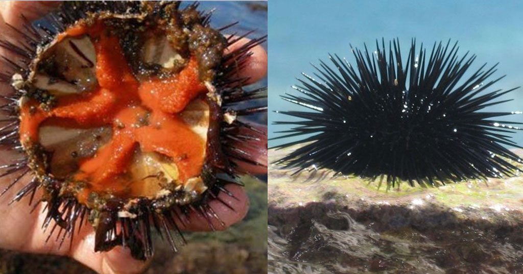 Πρόστιμα «φωτιά» σε όσους μαζεύουν αχινούς από την παραλία