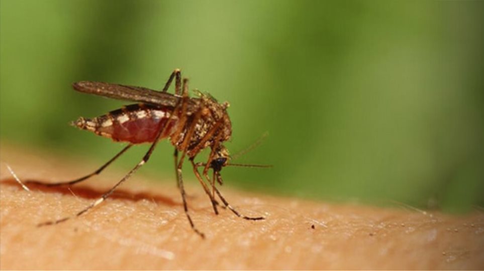 Δύο ακόμη κρούσματα του ιού του Δυτικού Νείλου στην Κ. Μακεδονία – Το ένα στην Αλεξάνδρεια