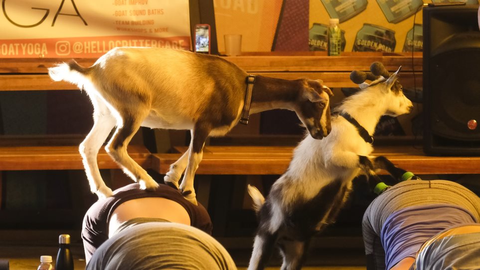 Νέα τρέλα: Γιόγκα «με τη γίδα στην πλάτη»!