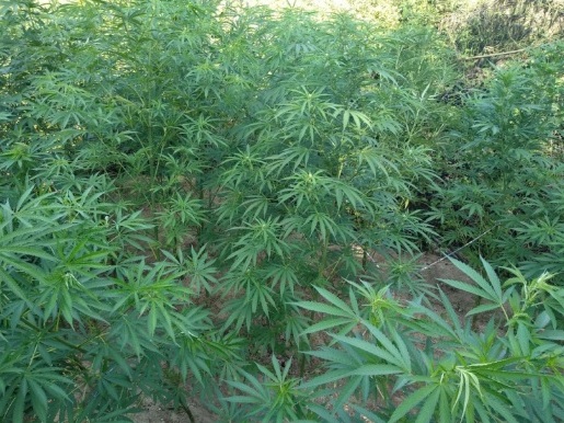 Κατερίνη: Συνελήφθη 28χρονος για καλλιέργεια κάνναβης