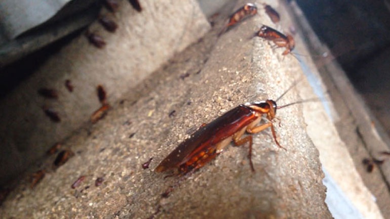 Κίνα: Κατσαρίδες στην αντιμετώπιση των απορριμμάτων της κουζίνας