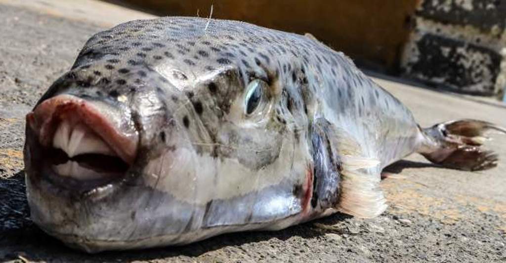 Γιαγιά μαγείρεψε λαγοκέφαλο και κατέληξε στο νοσοκομείο μαζί με κόρη και εγγονή (VIDEO)