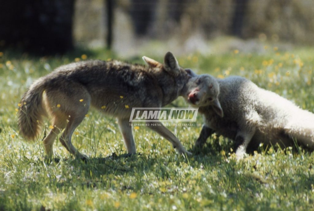Κτηνοτρόφος βρέθηκε αντιμέτωπος με λύκο – Του κατασπάραξε πέντε πρόβατα