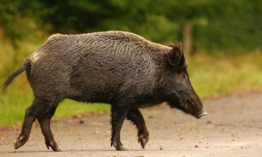 Μάνη: Αγριογούρουνο τραυμάτισε… διαρρήκτη που κρυβόταν από αστυνομικούς!