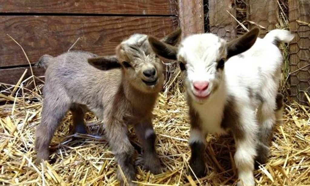 Νέος έρωτας για πασίγνωστο τηλεοπτικό πρόσωπο με κτηνοτρόφο από την Αλόννησο