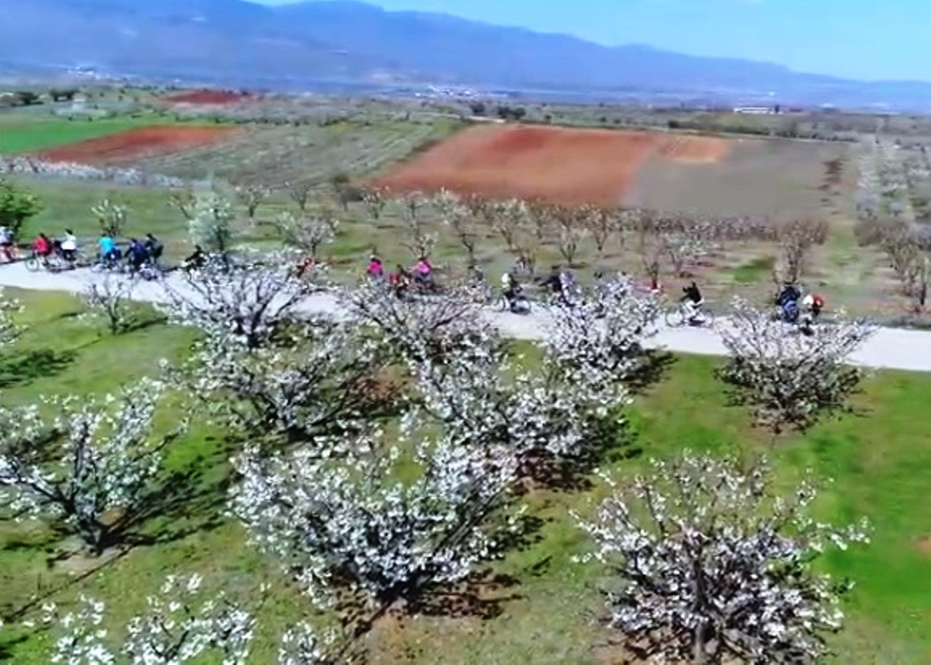 Ποδηλατοβόλτα στις ανθισμένες κερασιές (VIDEO)