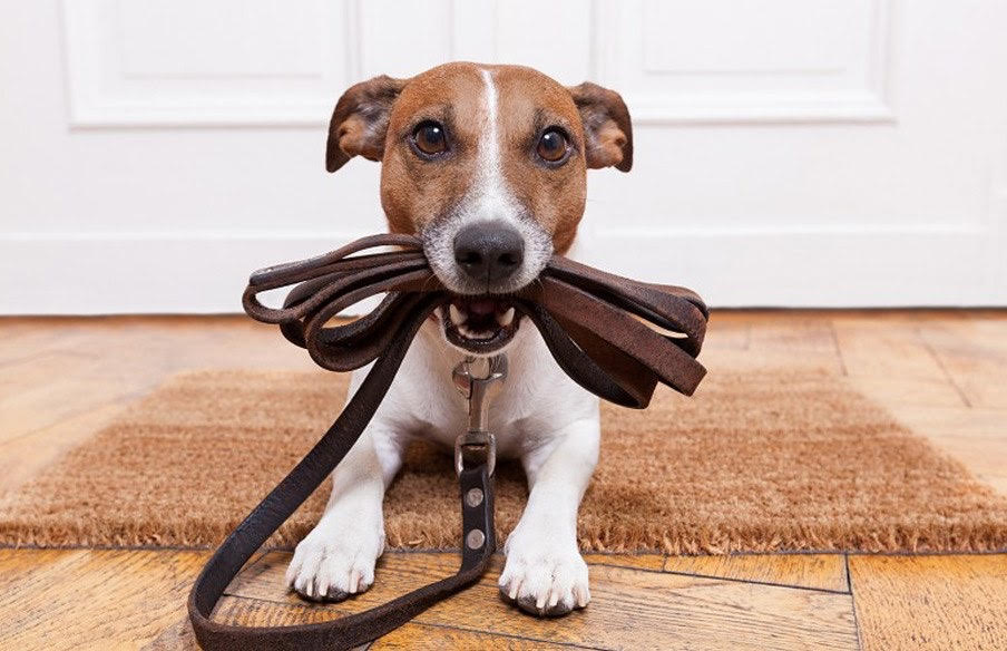 Σκυλοεξόρμηση 2019 στο κέντρο της Κατερίνης