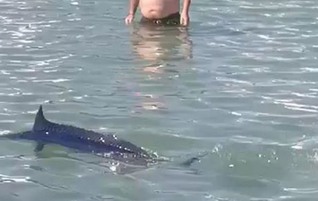 Δικογραφία για τις εικόνες ντροπής με τη θανάτωση ξιφία στη Χαλκίδα (VIDEO)