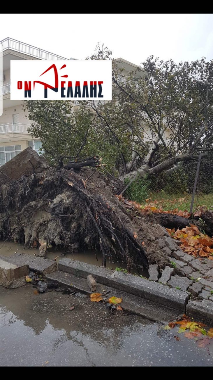 Παραλία: Δέντρο ξεριζώθηκε απένατι από το Λιμάνι (Φώτο)