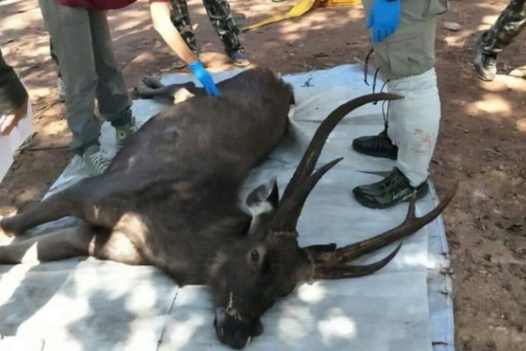 Νεκρό με 7 κιλά πλαστικό, σκουπίδια και εσώρουχα στο στομάχι του