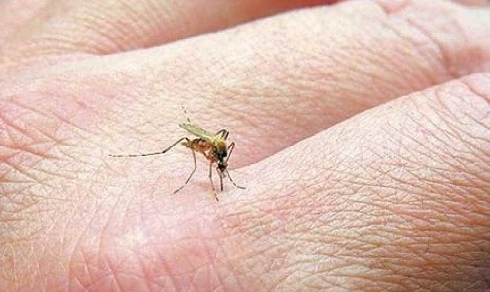 Μπορεί να μεταδοθεί ο κορονοϊός από τα κουνούπια; Τι λένε οι ειδικοί