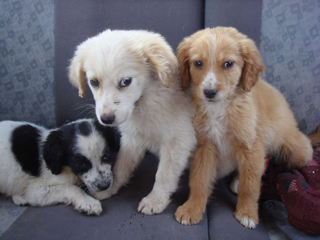 Υπάλληλοι και αρμοδιότητες για τα ζώα συντροφιάς μεταφέρθηκαν στο Υπουργείο Εσωτερικών