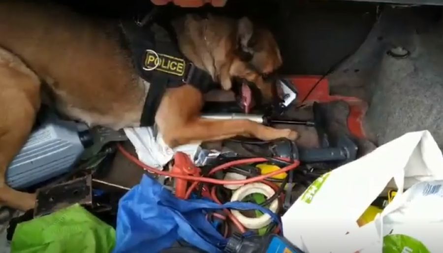 Η Minnie εντόπισε ηρωίνη στο αυτοκίνητο 67χρονου (VIDEO)