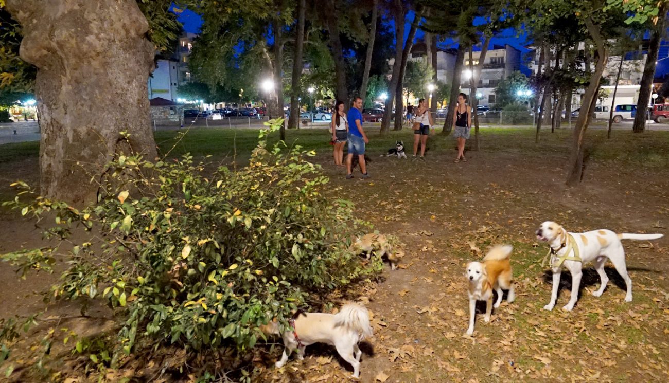 Δήμος Κατερίνης: Εντατικοί έλεγχοι στους ιδιοκτήτες ζώων συντροφιάς