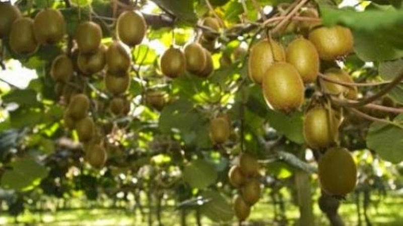 Πότε ξεκινά η έναρξη κοπής των ακτινιδίων στην Πιερία