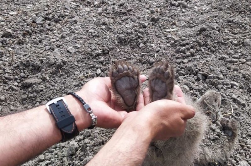 Συγκλονιστικό: Αρκούδα στην Καστοριά έθαψε τα μωρά της σε αγρόκτημα ύστερα από δυστύχημα