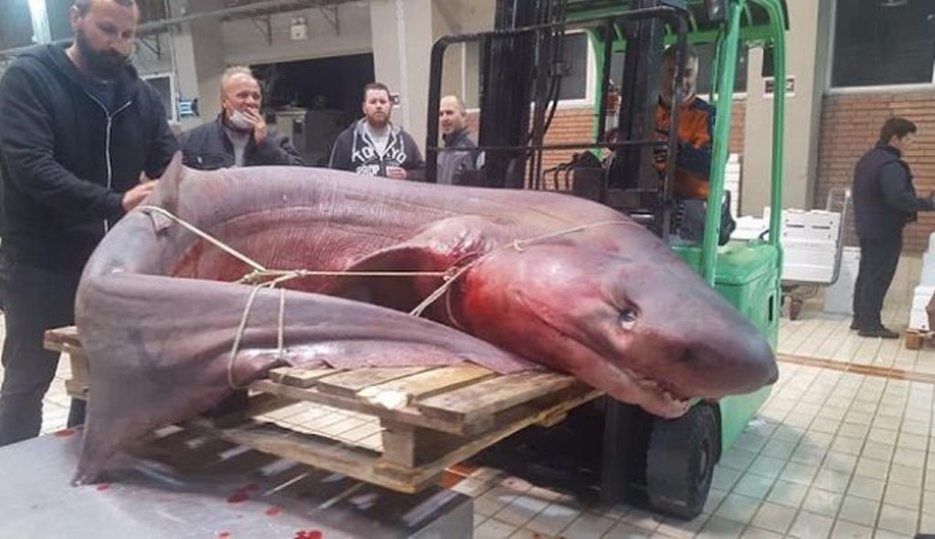 Καβάλα: Ψαράδες έπιασαν τεράστιο καρχαριοειδές βάρους 330 κιλών! (ΦΩΤΟ)