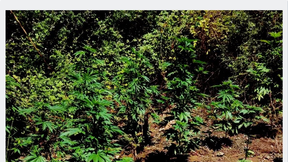 Λαμία: Ταξιτζής συνελήφθη για δεύτερη φορά για χασισοφυτεία