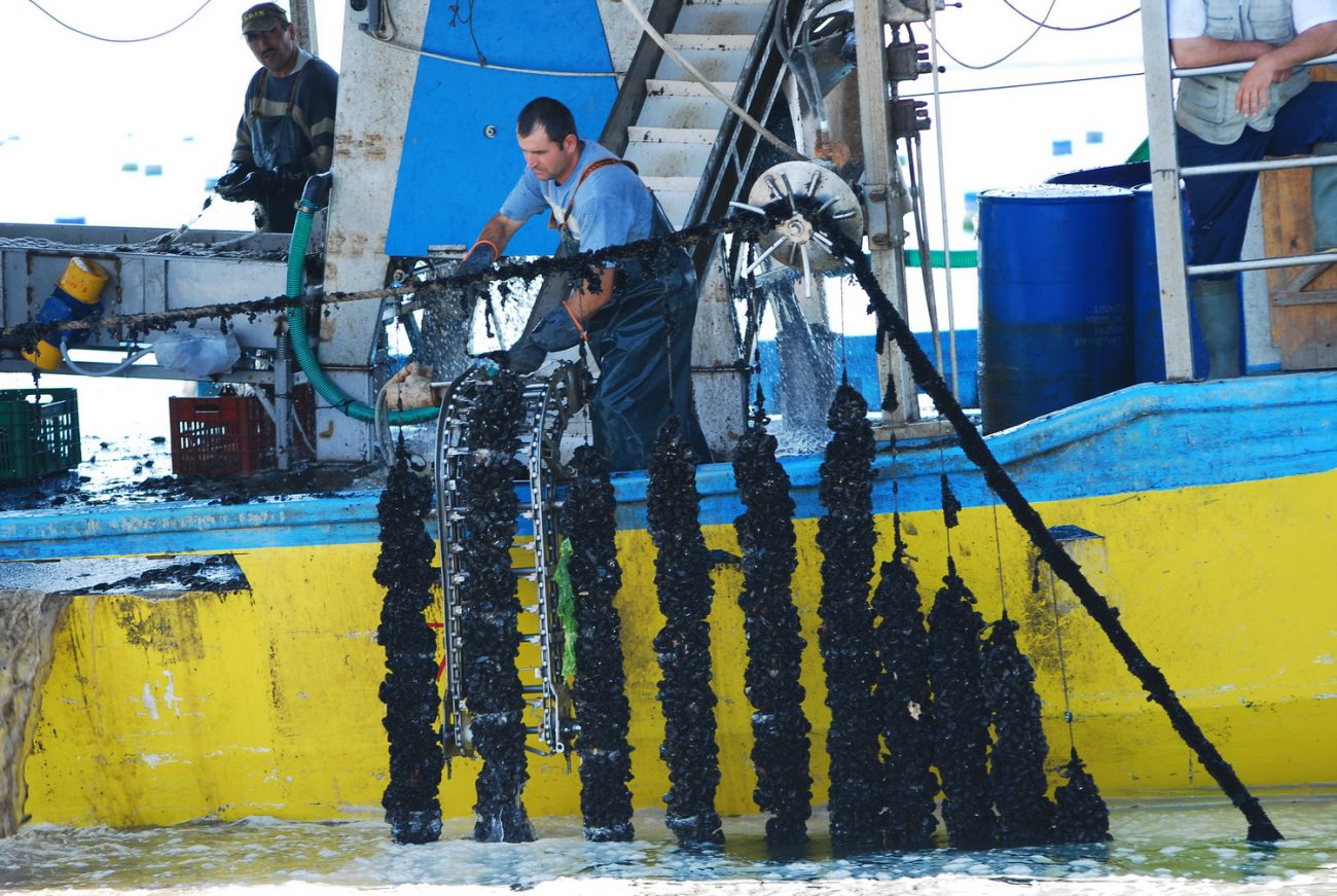 Μυδοκαλλιεργητές Πιερίας-Θεσσαλονίκης: Στο «περίμενε» για εξαγωγές-ενισχύσεις