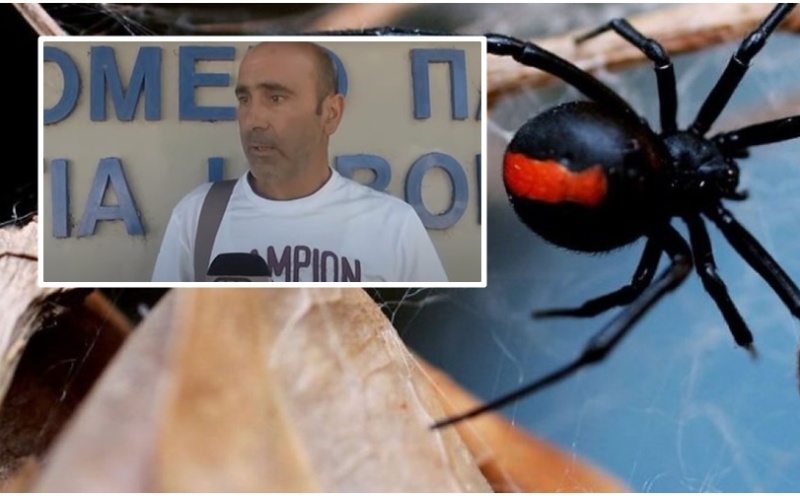 Η δραματική περιγραφή του πατέρα του βρέφους που τσιμπήθηκε από μαύρη αράχνη (VIDEO)