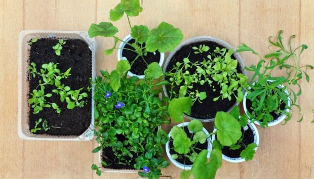 Αν δυσκολεύεσαι να κοιμηθείς βάλε στο υπνοδωμάτιο σου αυτά τα 3 φυτά