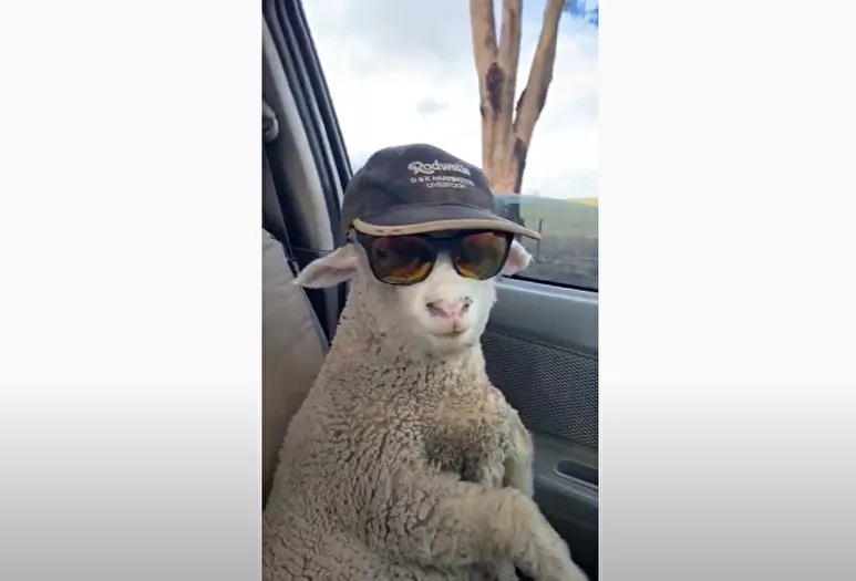 Αραχτό πρόβατο βγαίνει με το… αμάξι για βοσκή (VIDEO)