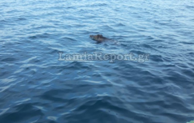 Φθιώτιδα: Αγριογούρουνο στη θάλασσα! Τα έχασαν οι ψαράδες (ΒΙΝΤΕΟ & ΦΩΤΟ)