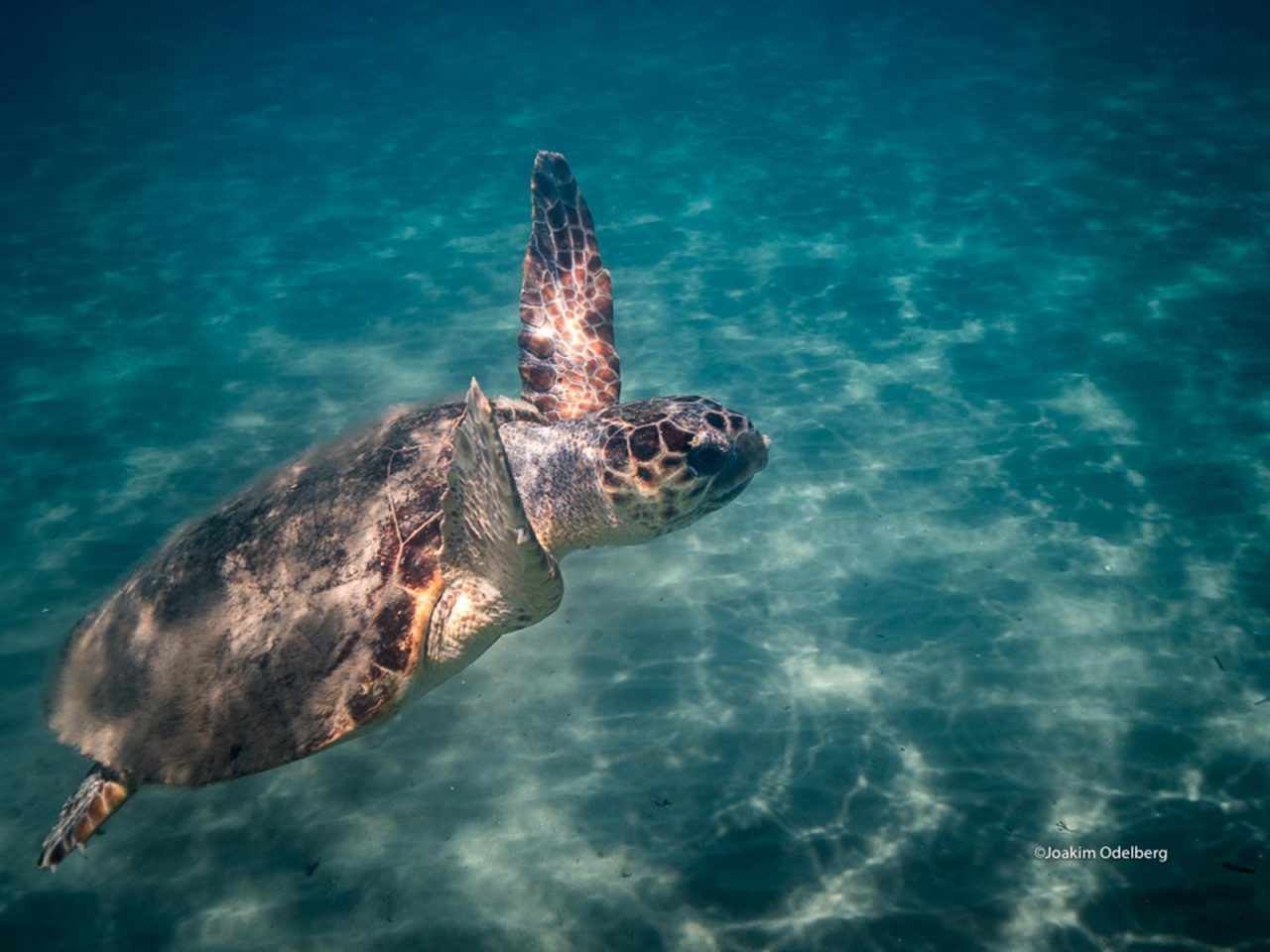 Προστατευόμενα είδη: Πώς συμπεριφερόμαστε αν συναντήσουμε ένα άγριο ζώο
