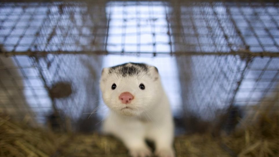 Κορωνοϊός – Πολωνία: Εντοπίστηκε το πρώτο κρούσμα σε μινκ