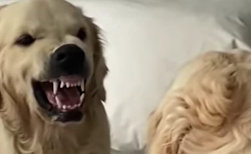 Viral βίντεο: Σκύλος κοιτάζεται στον καθρέπτη και κάνει γκριμάτσες