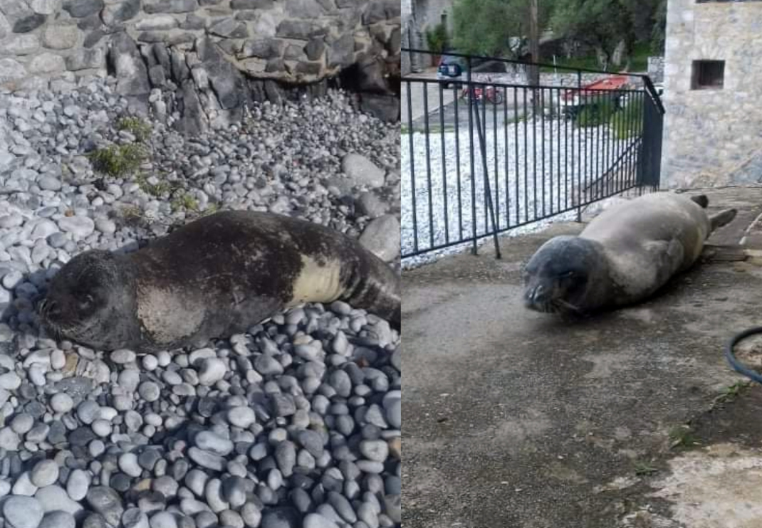 Μια χαριτωμένη φώκια Monachus monachus έκανε βόλτα σε παραλία της Μάνης ενθουσιάζοντας τους κατοίκους (ΦΩΤΟ)
