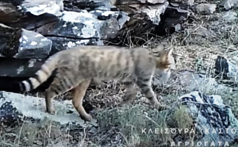 Άγρια ζώα στην Ελλάδα όπως τα κατέγραψε κρυφή κάμερα – Αρκούδες, λύκοι, κόκκινες αλεπούδες & αγριόγατες