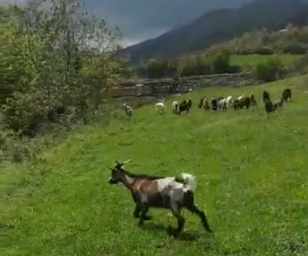 Εθνικό πρόγραμμα συλλογής και διαχείρισης νεκρών ζώων – Τι περιλαμβάνει