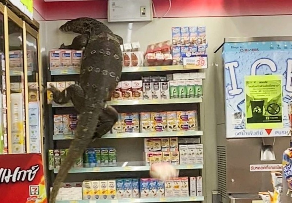 Ταϊλάνδη: Γιγάντια σαύρα εισέβαλε σε μίνι μάρκετ (ΒΙΝΤΕΟ)