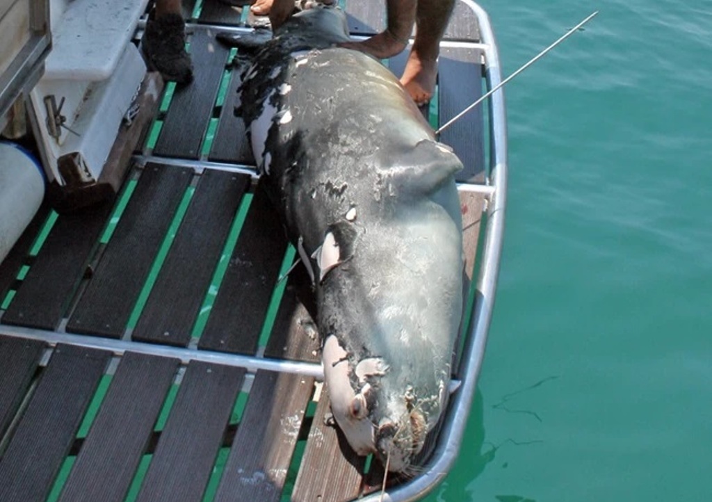 Αλόννησος: Νεκρός ο «Κωστής», η διάσημη φώκια του νησιού – Την σκότωσαν με ψαροντούφεκο