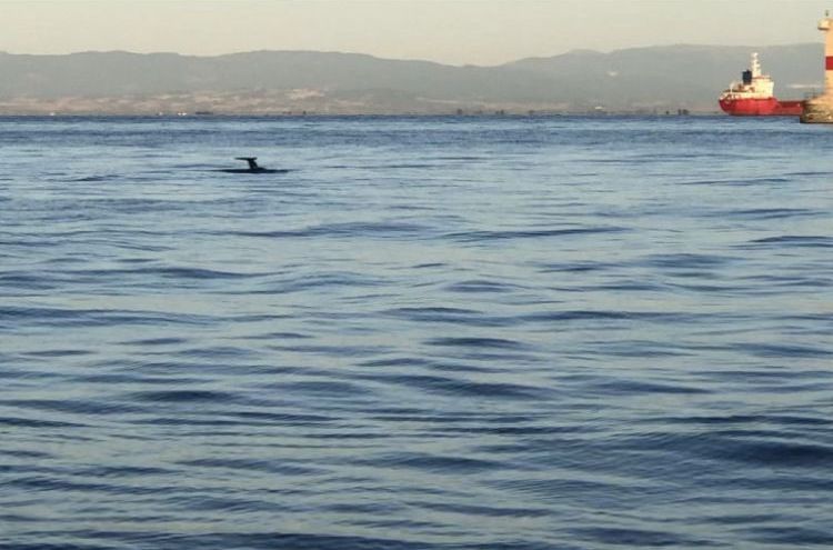 Θερμαϊκός κόλπος: Μικρή ρύπανση από ημιβύθιση σκάφους σε μαρίνα