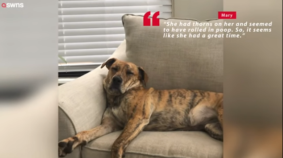 Σκύλος εξαφανίστηκε, επέστρεψε μόνος του και χτύπησε το… κουδούνι (BINTEO)