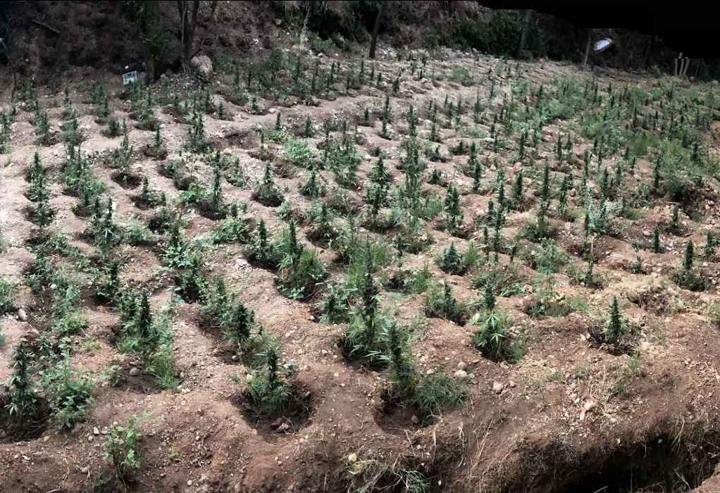 Πάτρα: Εντοπίστηκε φυτεία κάνναβης με περισσότερα από 900 δενδρύλλια (ΦΩΤΟ)