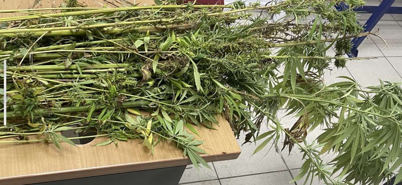 Πιερία: Καλλιεργούσε δενδρύλλια κάνναβης & τα πότιζε από αρδευτικό κανάλι (ΦΩΤΟ)