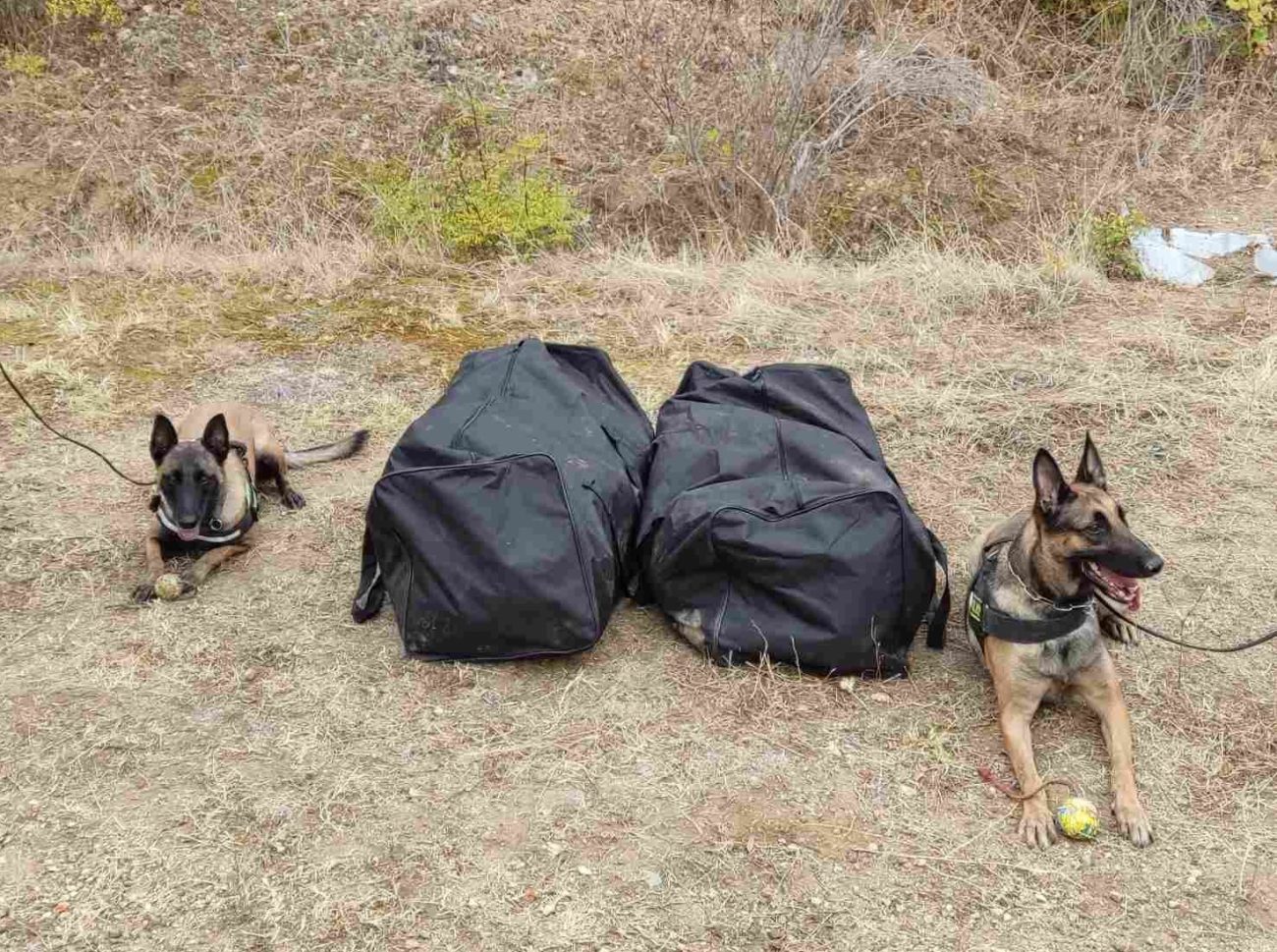 Κιλκίς: Η Minnie και η Ιris βρήκαν 21 κιλά κάνναβης κρυμμένα στο δάσος (ΒΙΝΤΕΟ)