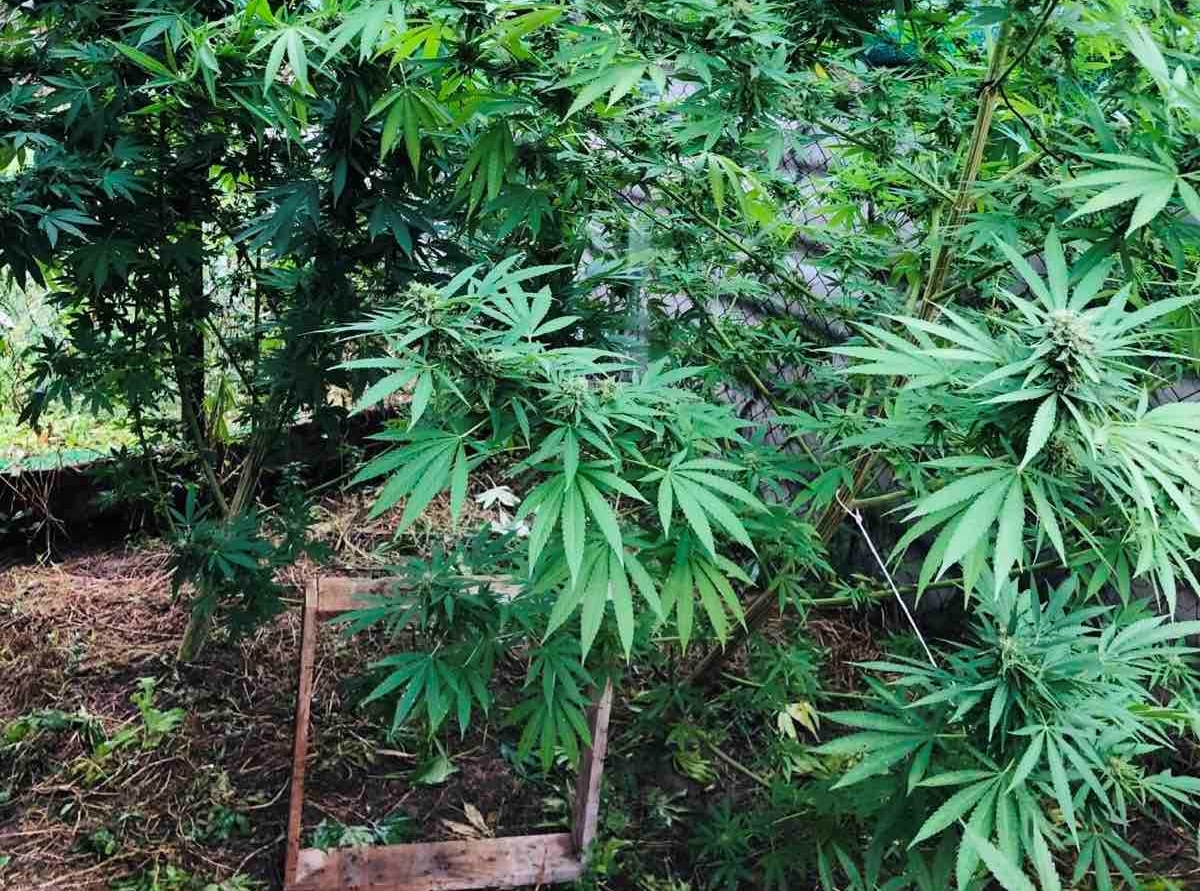 Πιερία: Καλλιεργούσε στην αυλή του δενδρύλλια κάνναβης (ΦΩΤΟ)