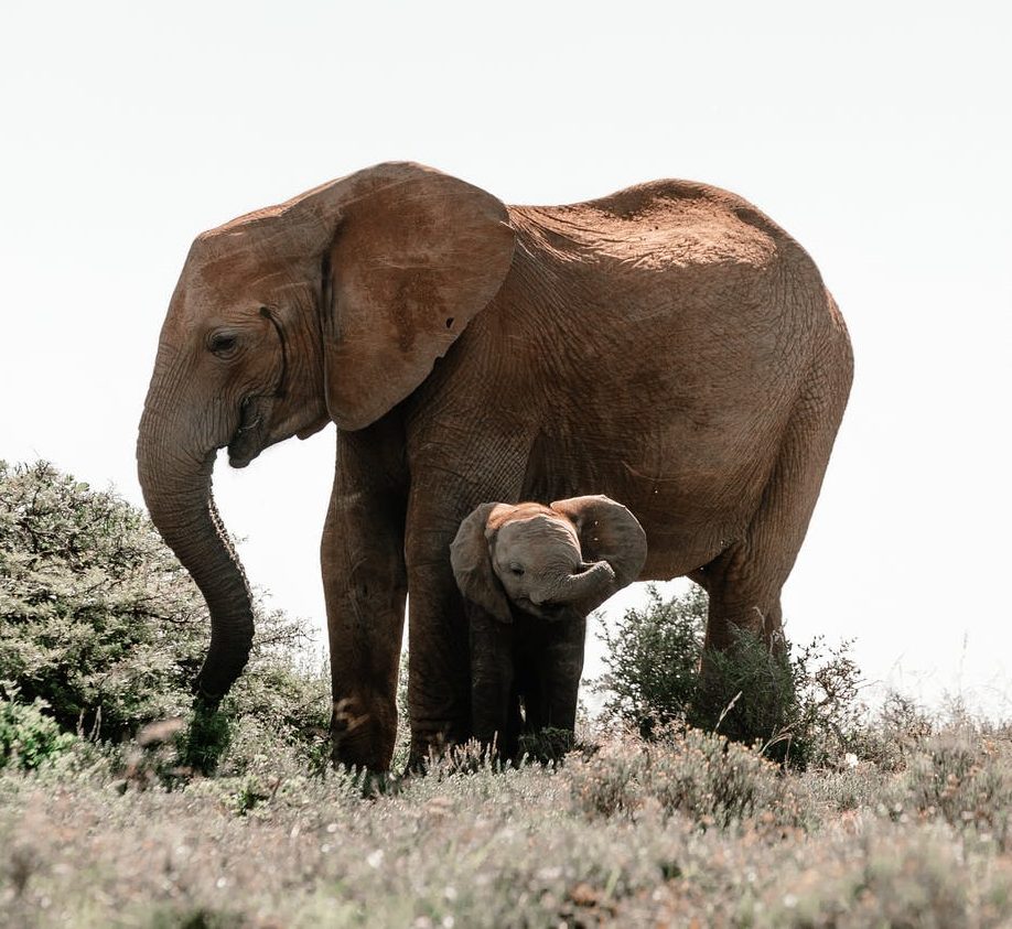Δίκη – ορόσημο: Αμερικανικό δικαστήριο εξετάζει εάν η ελεφαντίνα Happy μπορεί να έχει «ανθρώπινα δικαιώματα»