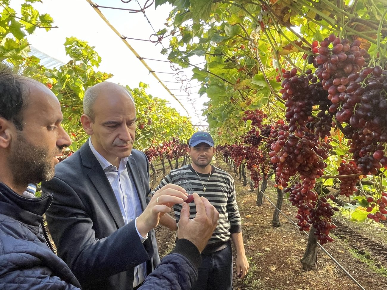 Στους Αγροτικούς Συνεταιρισμούς ΠΕΣΚΟ και ΣΠΕΚΟ ο Μπαραλιάκος για τις ζημιές στα σταφύλια Crimson