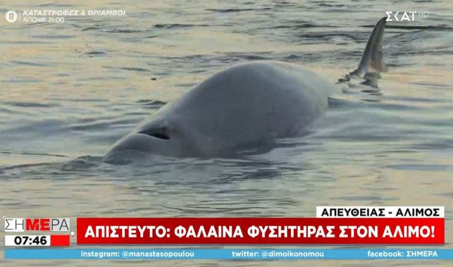 Απαισιόδοξοι οι ειδικοί για την φάλαινα στον Άλιμο – Βρίσκεται σε πολύ σοβαρή κατάσταση