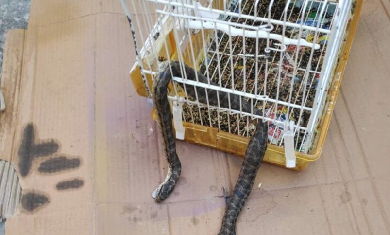 Λάρισα: Φίδι εισέβαλε σε σπίτι και έφαγε το καναρίνι! (ΦΩΤΟ)