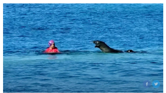 Φώκια επιτέθηκε και τραυμάτισε γυναίκα που κολυμπούσε: «Ήθελε να προστατέψει το μικρό της»