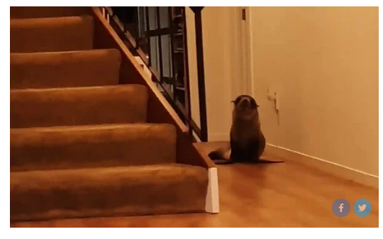 Φώκια εισέβαλε σε σπίτι στη Νέα Ζηλανδία, τραυμάτισε τη γάτα & ξάπλωσε στον καναπέ